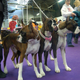 Illustration for article titled Here Are 2,000 Photos We Took At The Westminster Dog Show